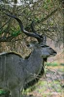 Kudu 22-34-01